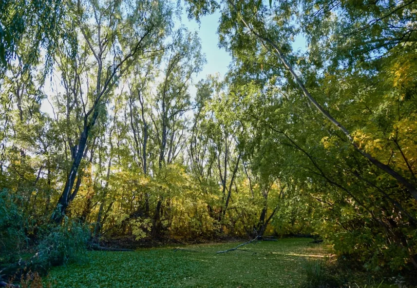 Claro del bosque en la reserva