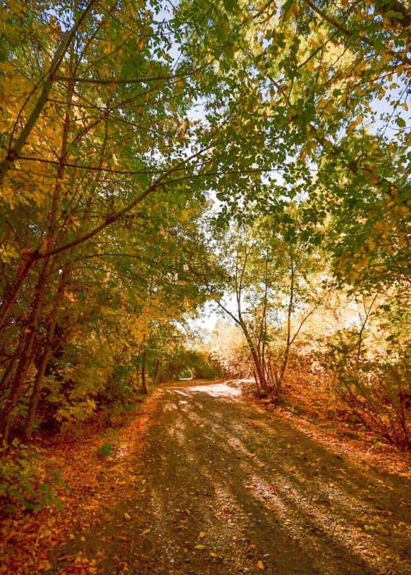 Sendero de otoño en la reserva Hiroki