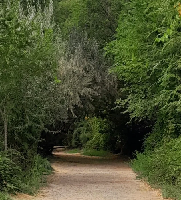 Túnel verde de vegetación nativa